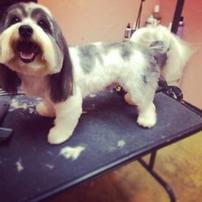 Small Dog Grooming by Pet Grooming and More